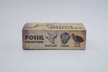 Load image into Gallery viewer, Kit, Genuine Fossils Box Collection