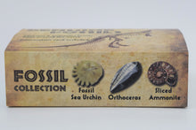 Load image into Gallery viewer, Kit, Genuine Fossils Box Collection