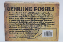 Load image into Gallery viewer, Kit, Genuine Fossils Box Collection