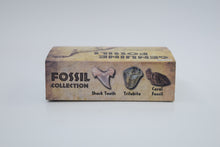 Charger l&#39;image dans la galerie, &lt;transcy&gt;Trousse, boîte de collection de fossiles authentiques&lt;/transcy&gt;
