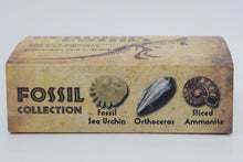 Load image into Gallery viewer, Kit, Genuine Fossils Box Collection
