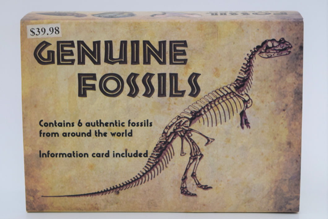 <transcy>Trousse, boîte de collection de fossiles authentiques</transcy>