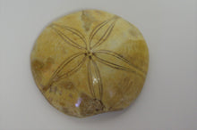 Load image into Gallery viewer, Polished Ecnoid Fossil - Sand Dollar
