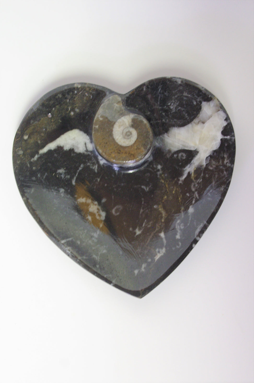<transcy>Fossile, plat en cœur 3D avec ammonite</transcy>