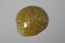 Charger l&#39;image dans la galerie, &lt;transcy&gt;Fossile écnoïde poli – Dollar de sable&lt;/transcy&gt;
